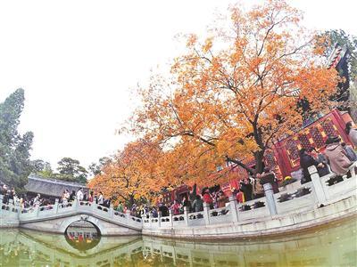 19日開(kāi)始的三個(gè)周末 北京香山將迎紅葉觀賞高峰日