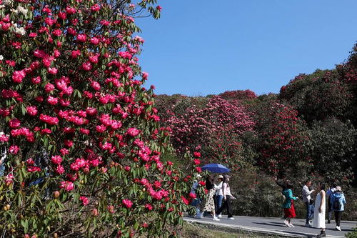 貴州畢節(jié) 杜鵑花開游客來